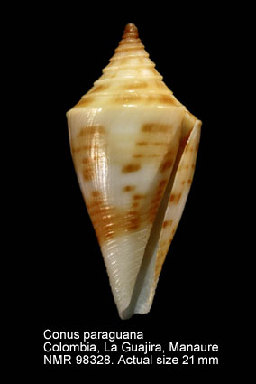 Conus paraguana (3).jpg - Conus paraguana Petuch,1987 